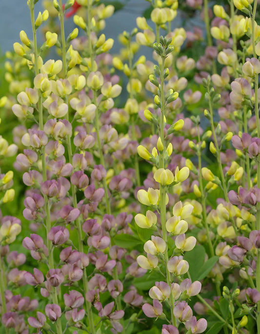 Baptisia Aurora Plugs
