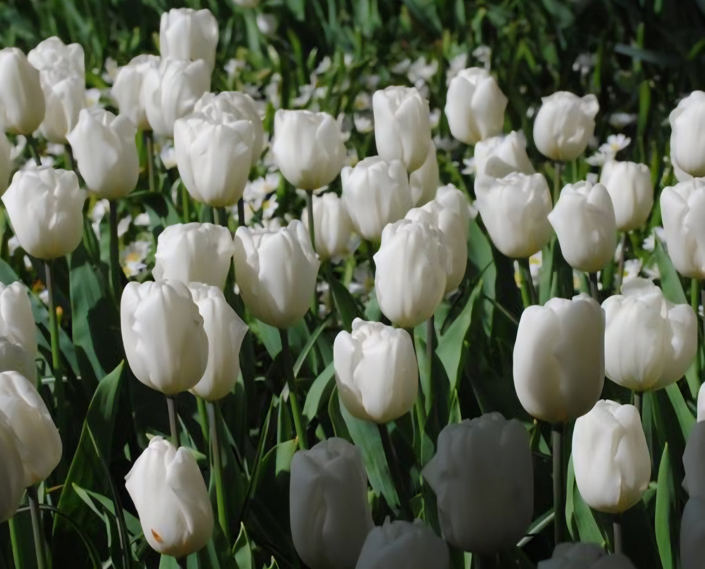 White Flag Tulip Bulbs