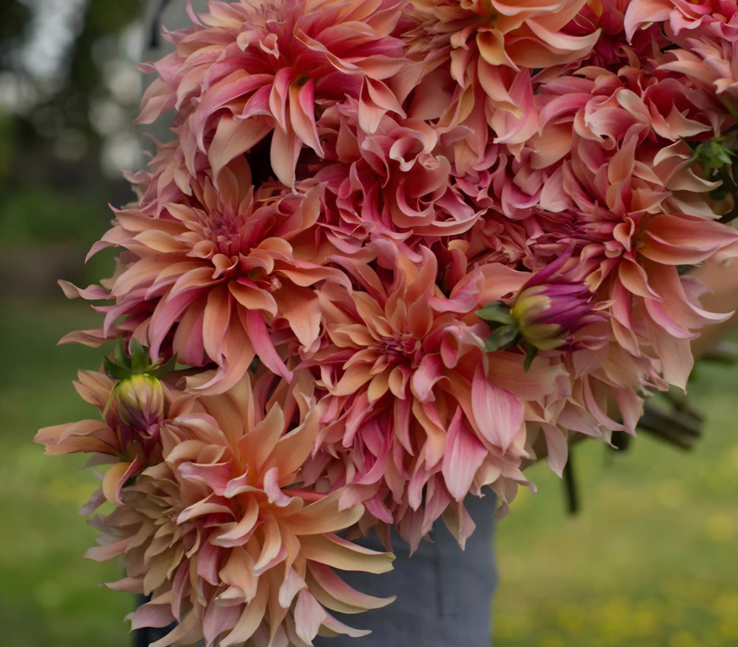 Labyrinth Dahlia Tuber