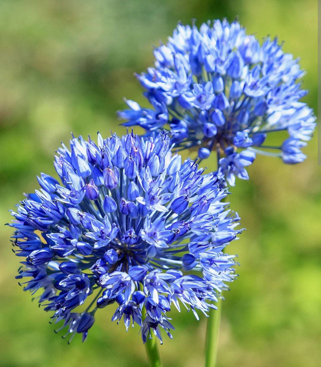 Azureuma Allium Bulbs Azureum – Blooming Patches Farm