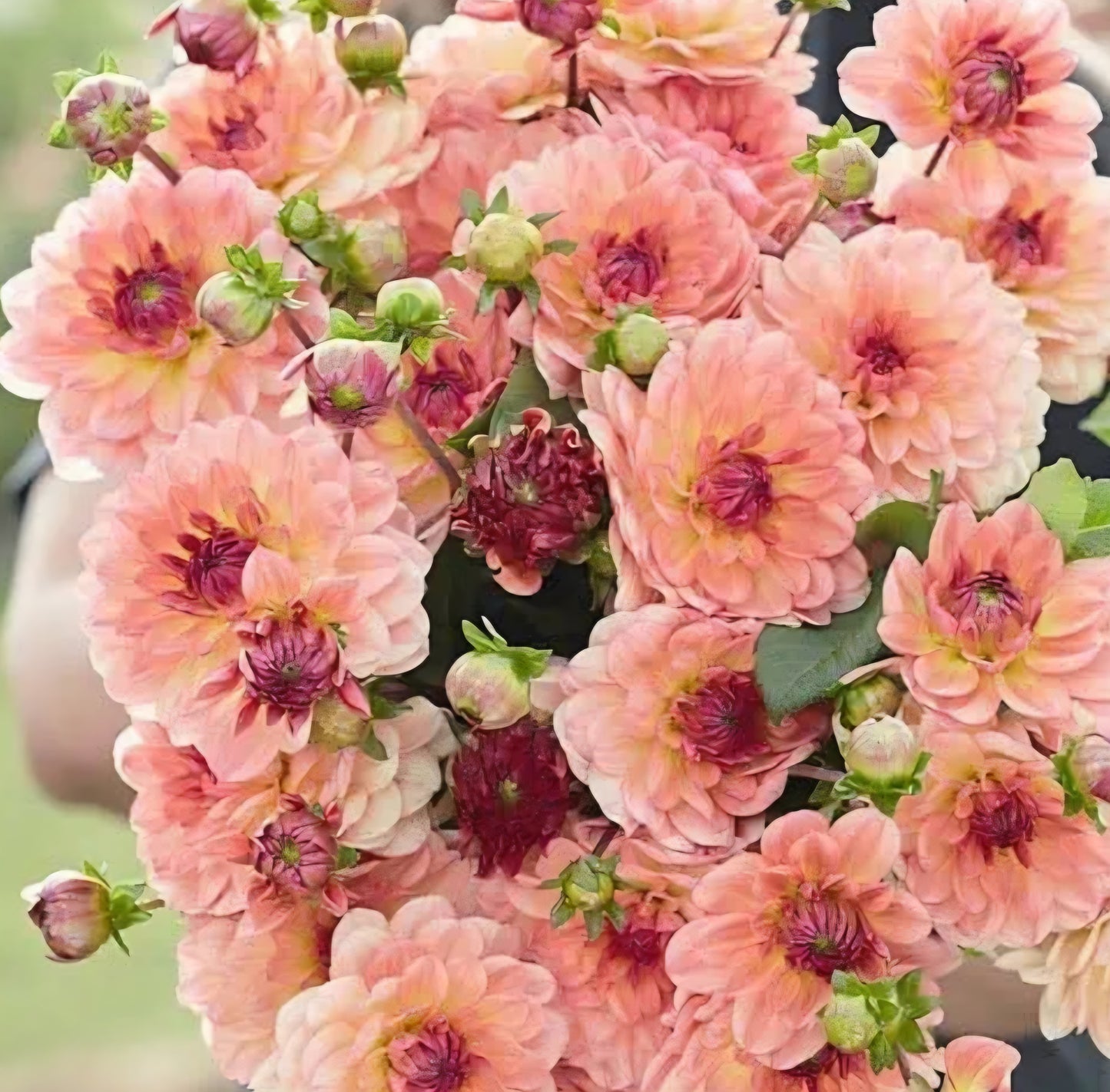 Byzantine Dahlia Tuber