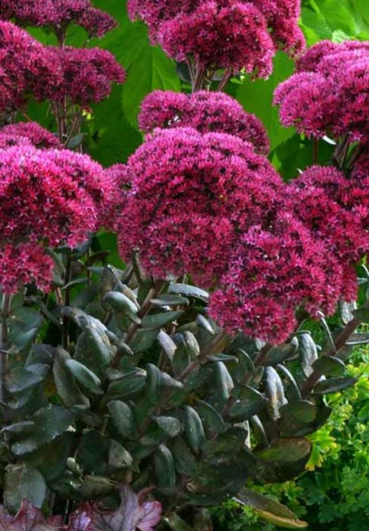 Sedum Thunderhead Size #1 Root