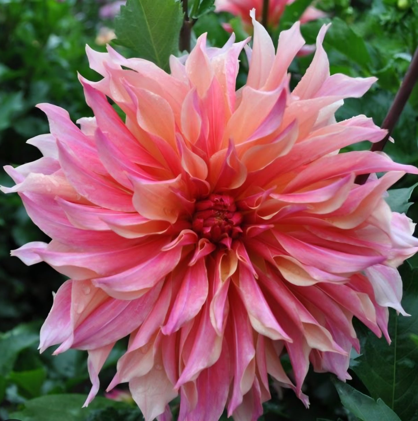 Labyrinth Dahlia Tuber