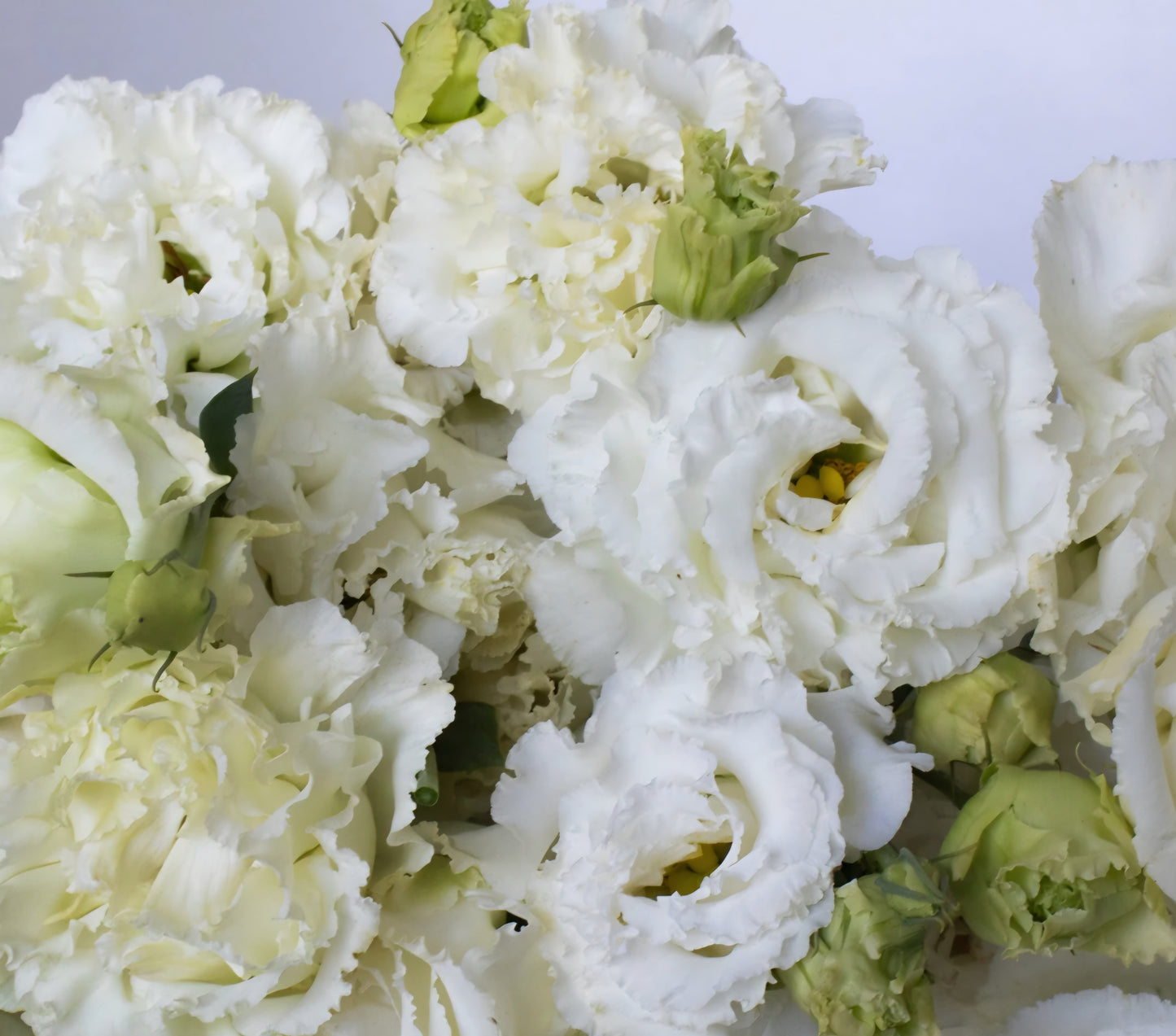 Lisianthus Voyage Pure White Plugs