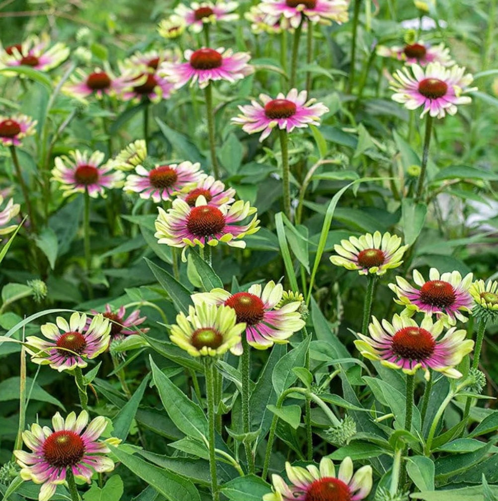 Green Twister Echinacea Plugs