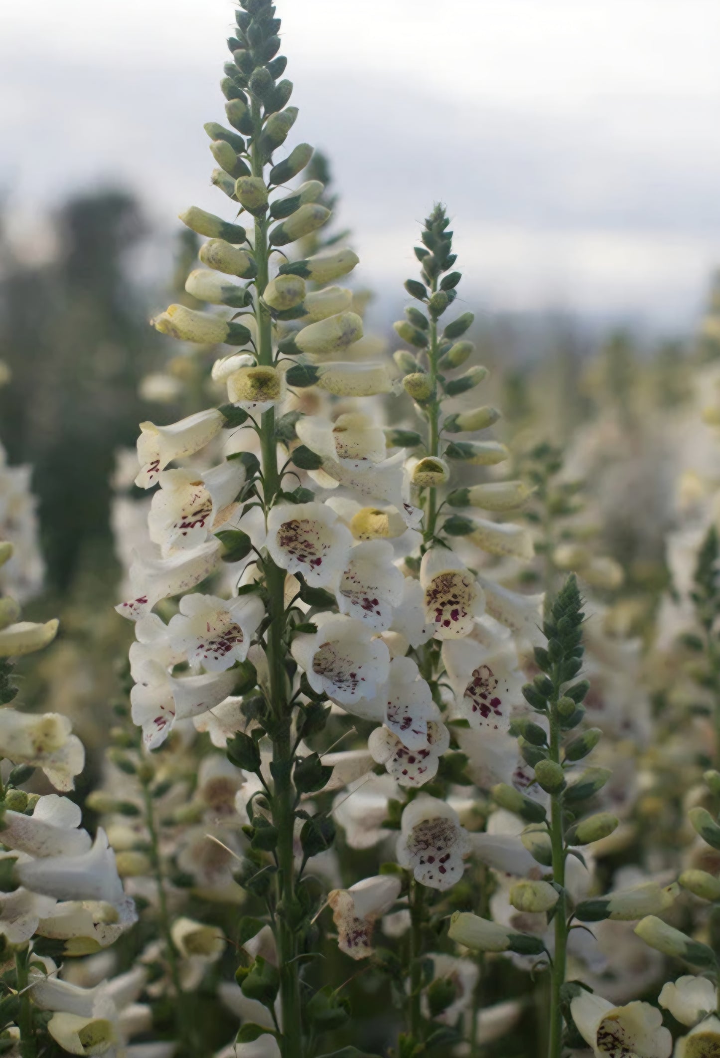 Foxglove Digitalis Camelot Creme Plugs