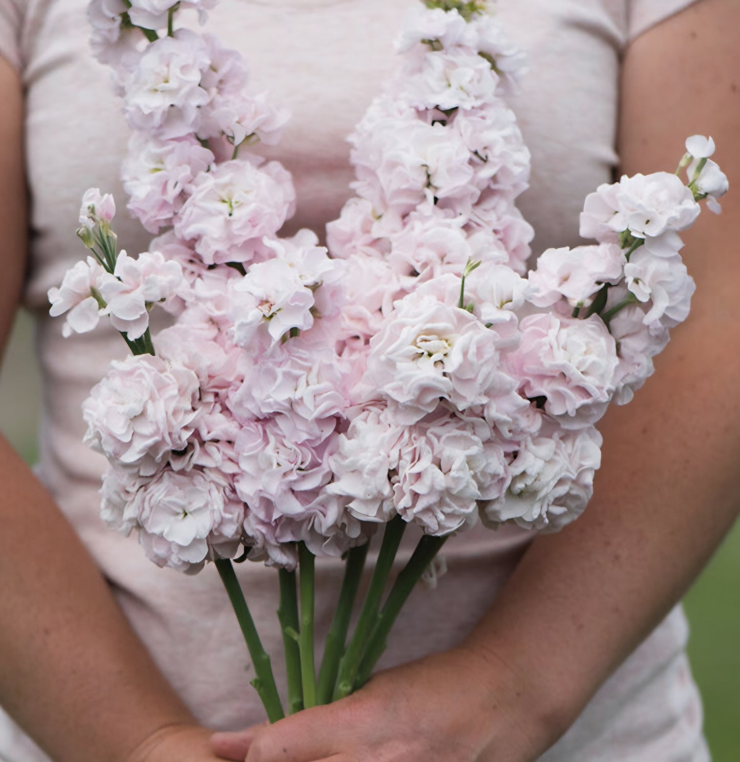 Iron Venus Cherry Stock Plugs