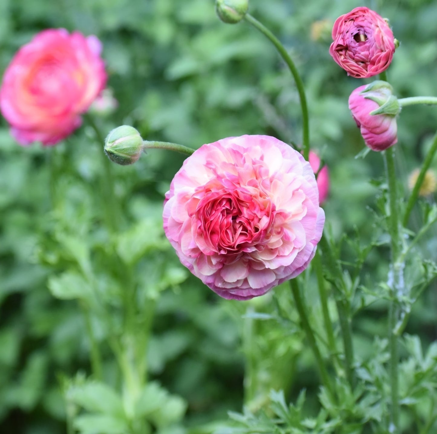 Aviv Picotee Pink Ranunculus Corms