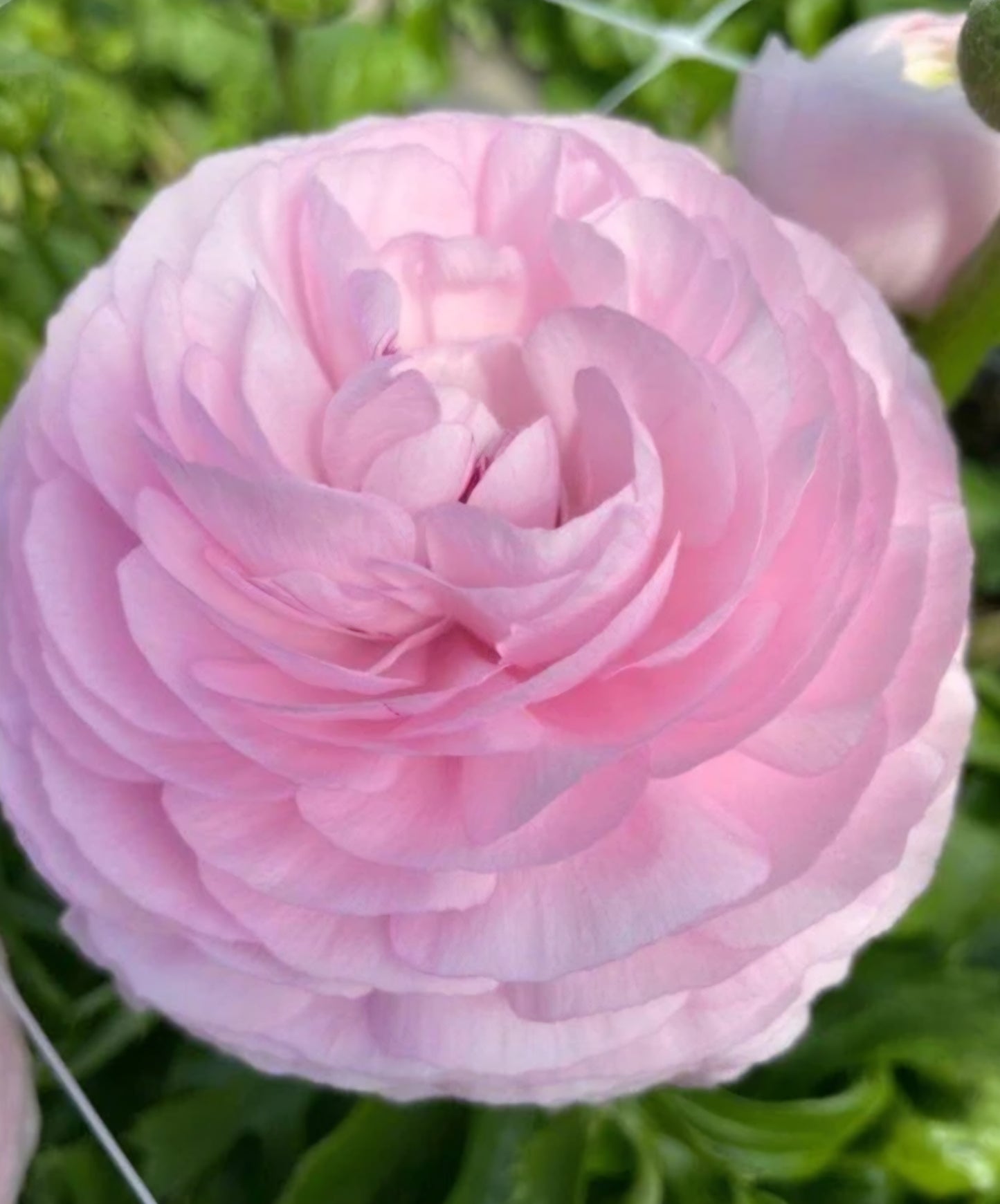 Romance Rosa Chiaro Ranunculus Corms