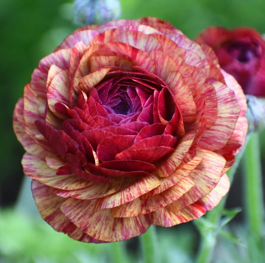 Aviv Picotee Cafe Ranunculus Corms
