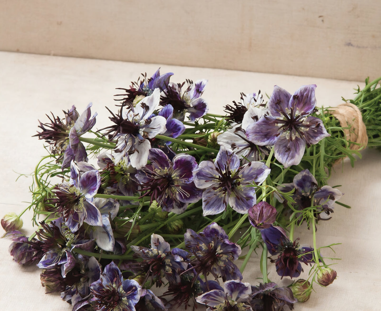 Nigella Delft Blue Plugs