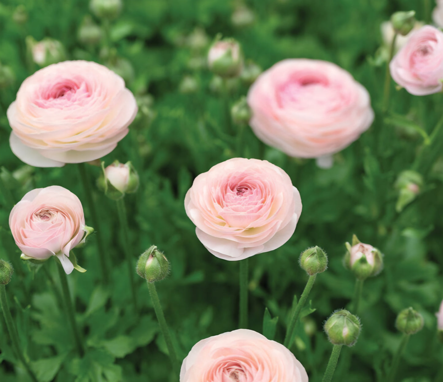 Romance Seine Ranunculus Corms