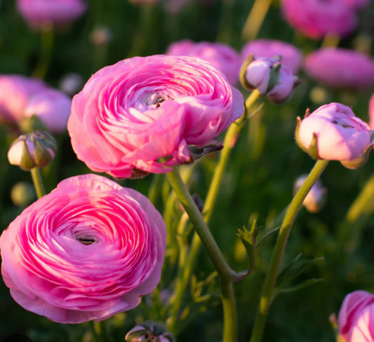 Amadine Pink Barby Ranunculus Corms (10)