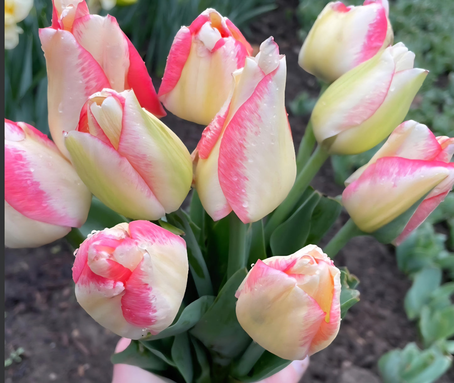 Spryng Sunrise Tulip
