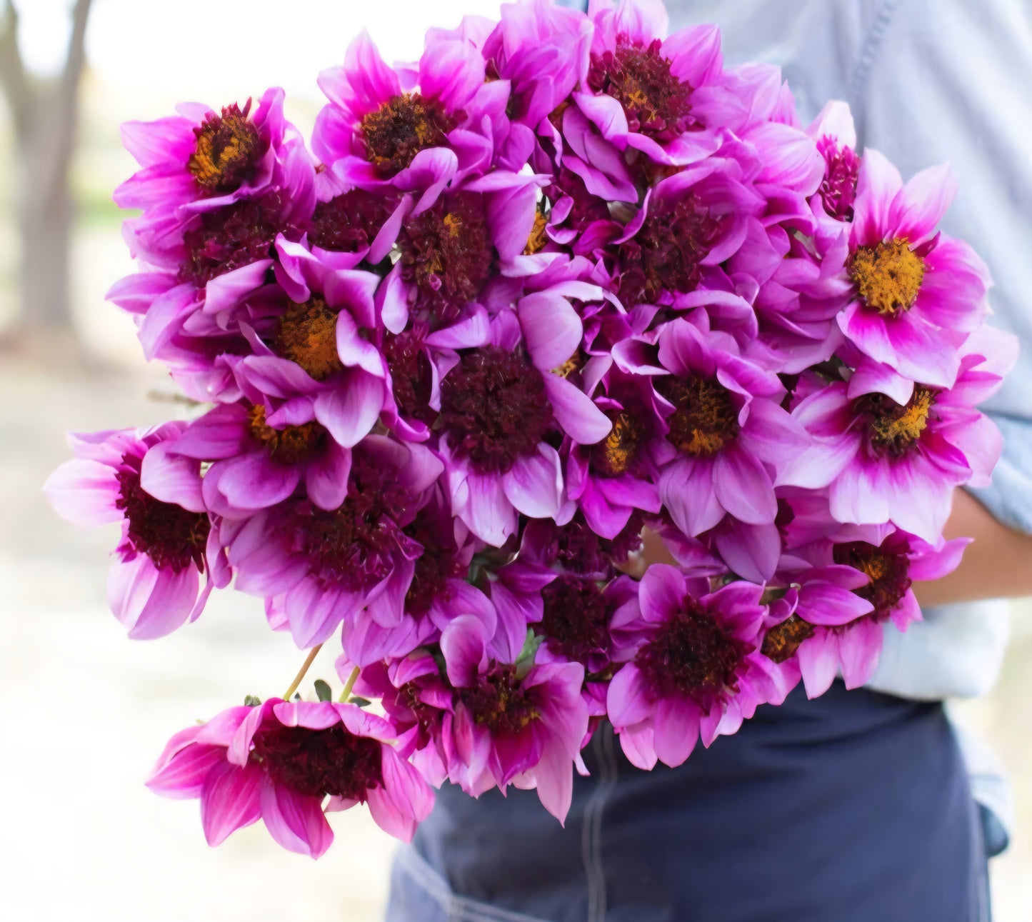 Blue Bayou Dahlia Cutting