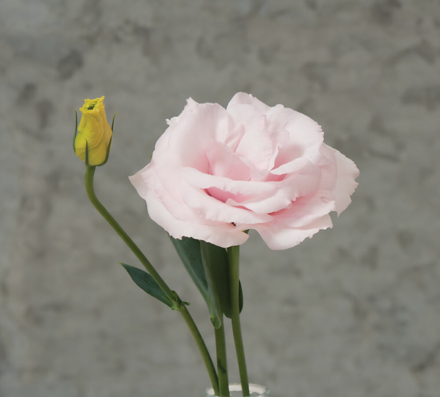 Lisianthus Arena 3 Baby Pink Plugs