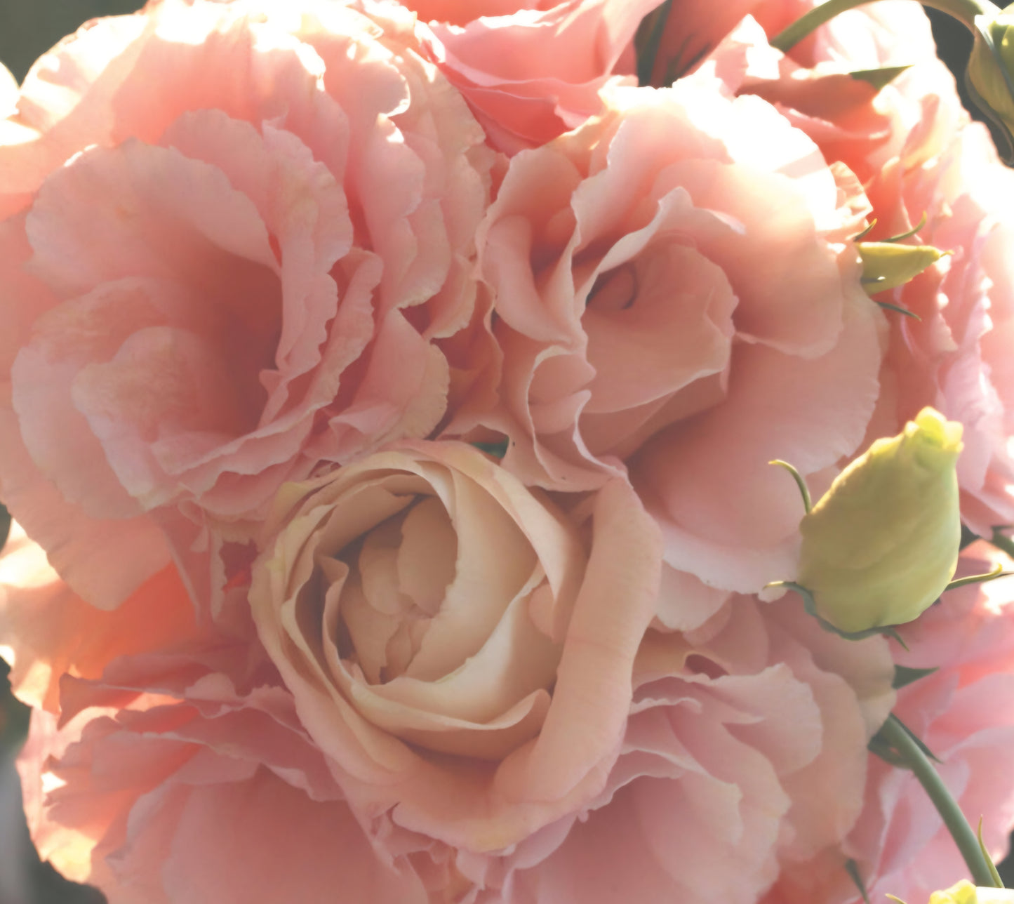 Lisianthus Corelli Light Pink Plugs