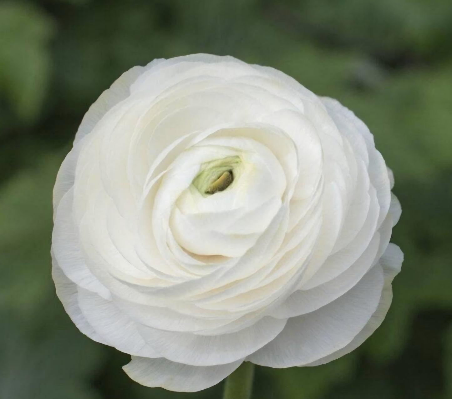 Aviv White Ranunculus