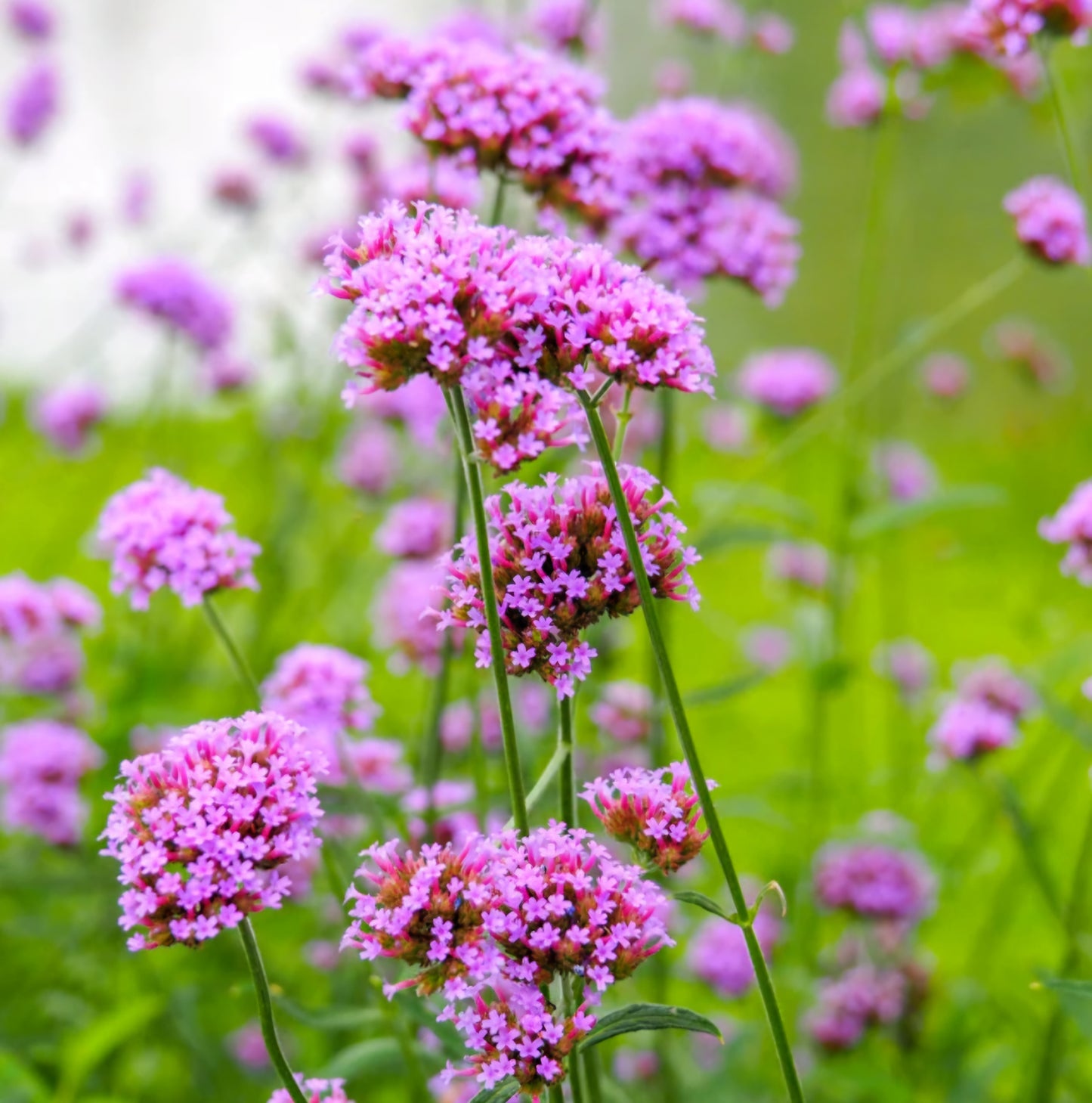 Verbena Bonariensis Purpletop Vervain