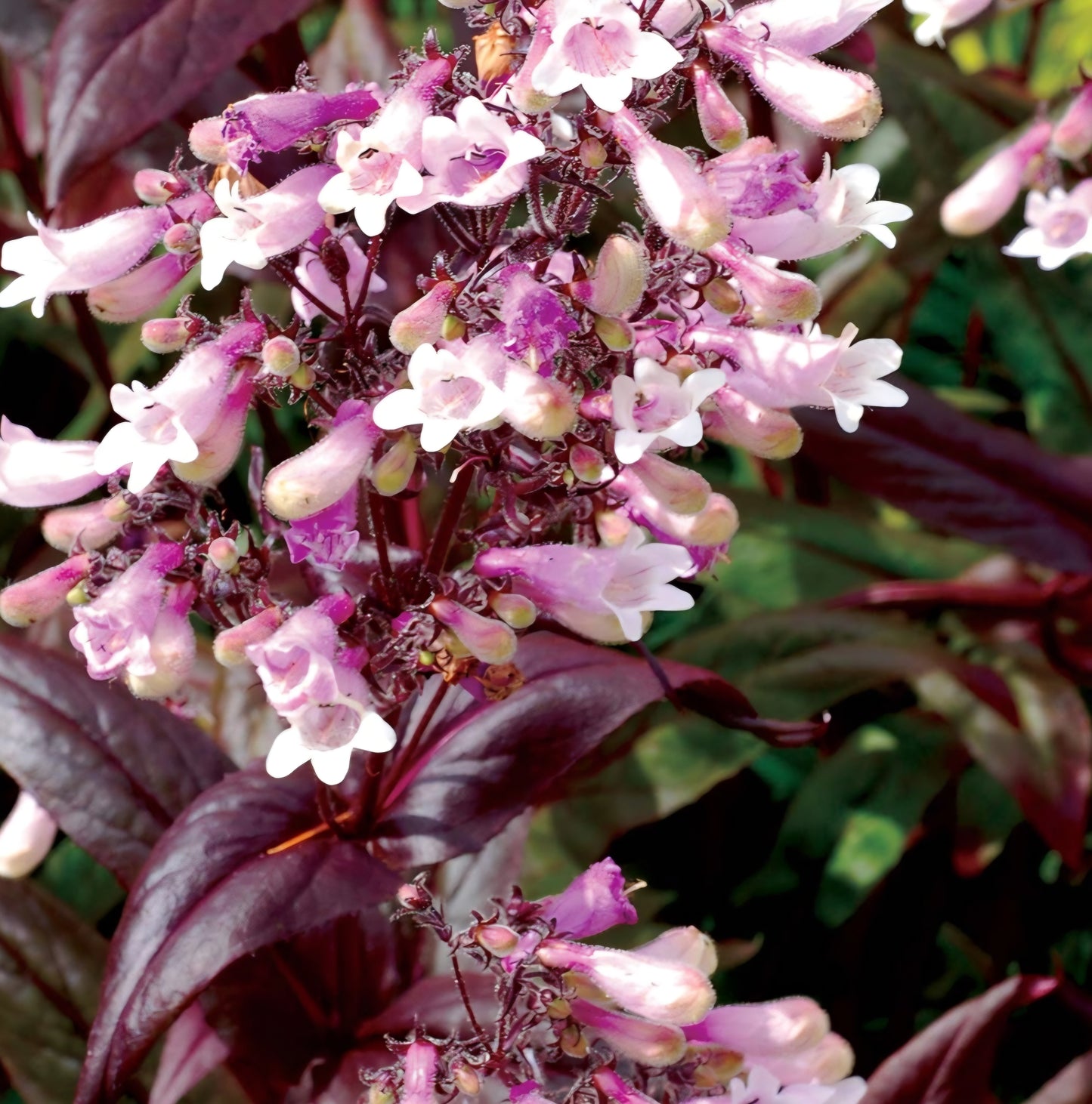 Panstemon Digitalis Dark Towers Roots (4)