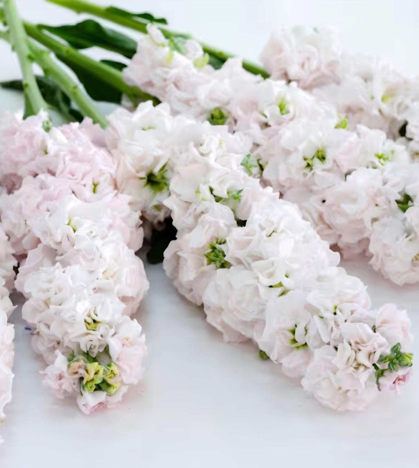 Iron Venus Cherry Stock Plugs