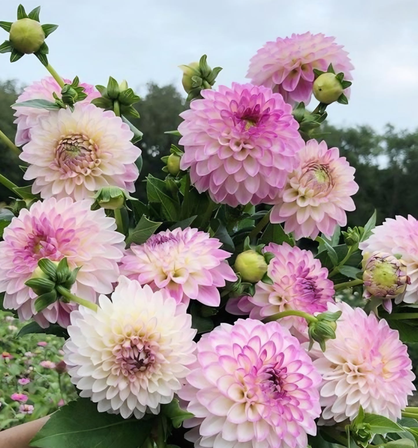 Arbatrax Dahlia Tuber