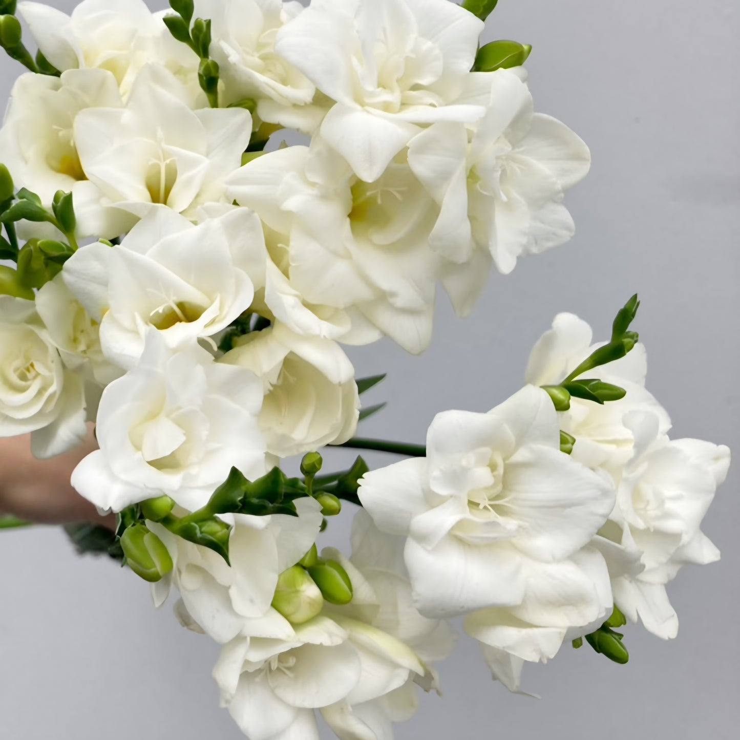 Freesia Double White Boulevard Bulbs (10)