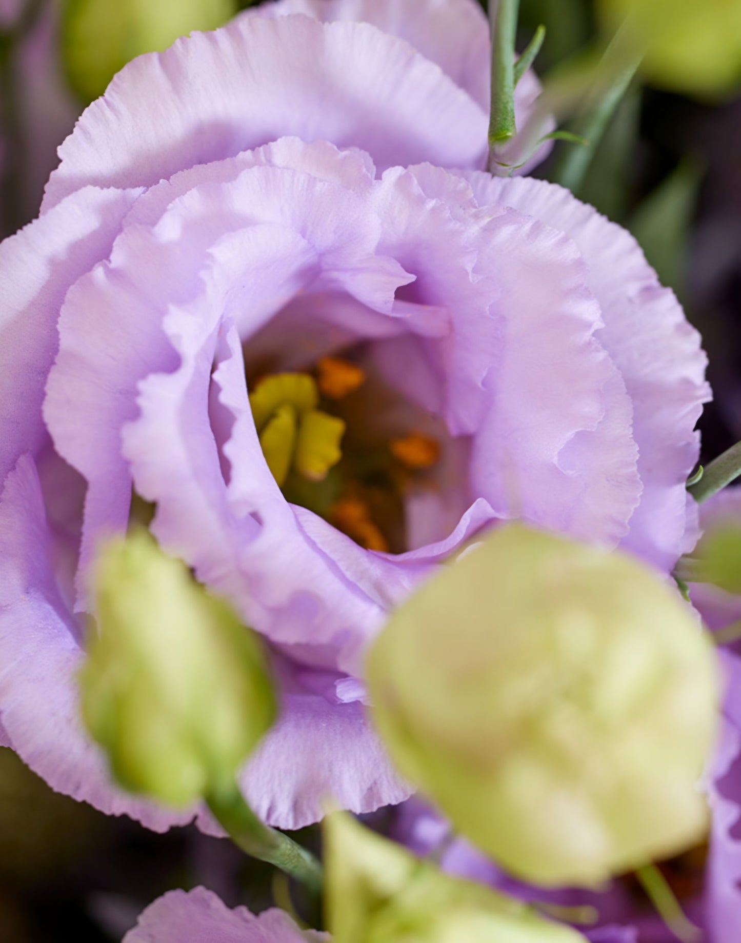 Lisianthus Mariachi Lavender II Plugs (4)