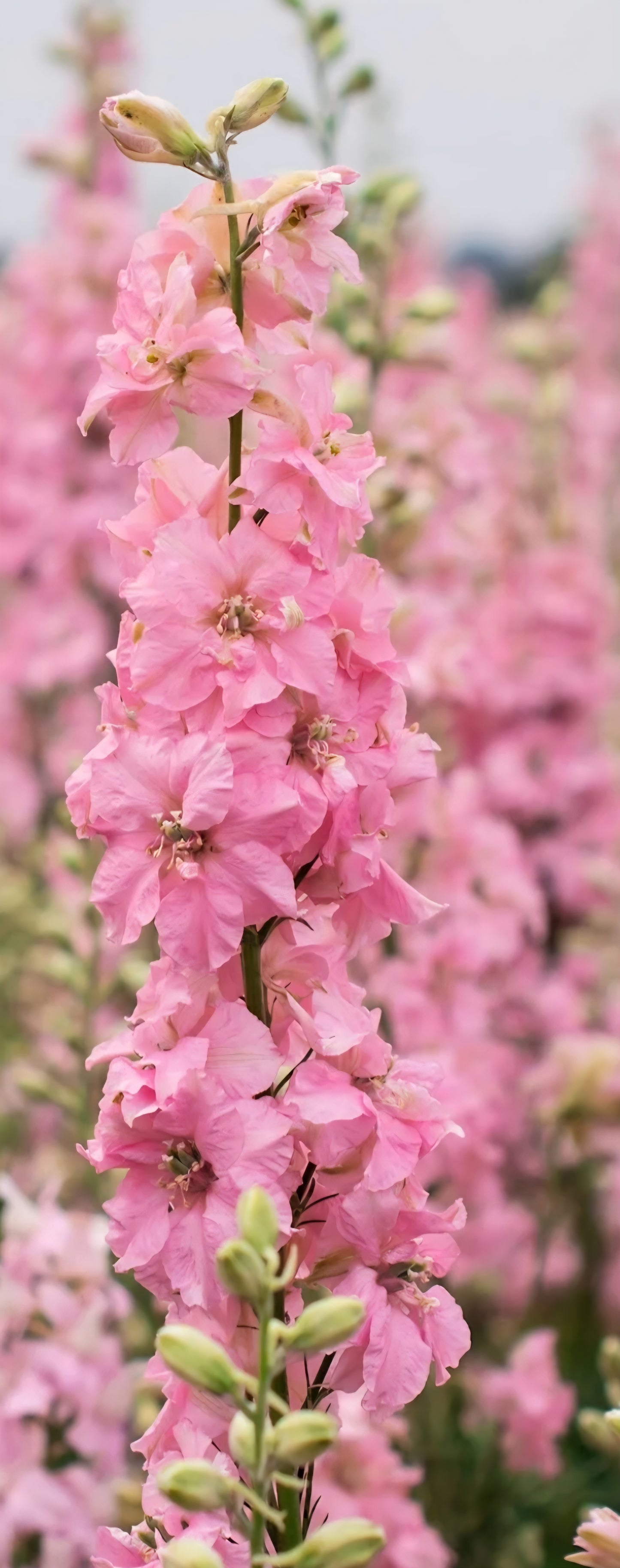 Larkspur QIS Light Pink Plugs