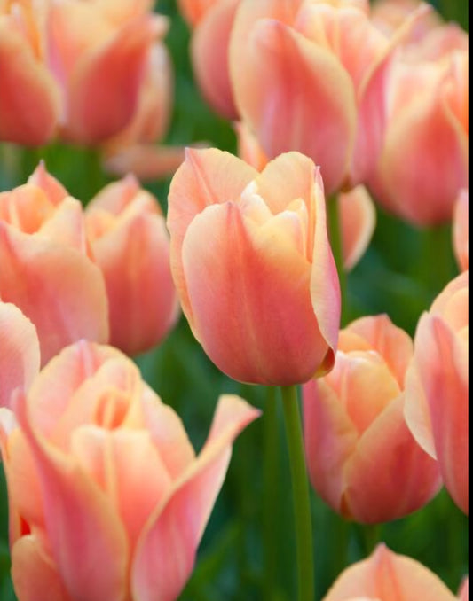 Stunning Apricot Single Late Tulip