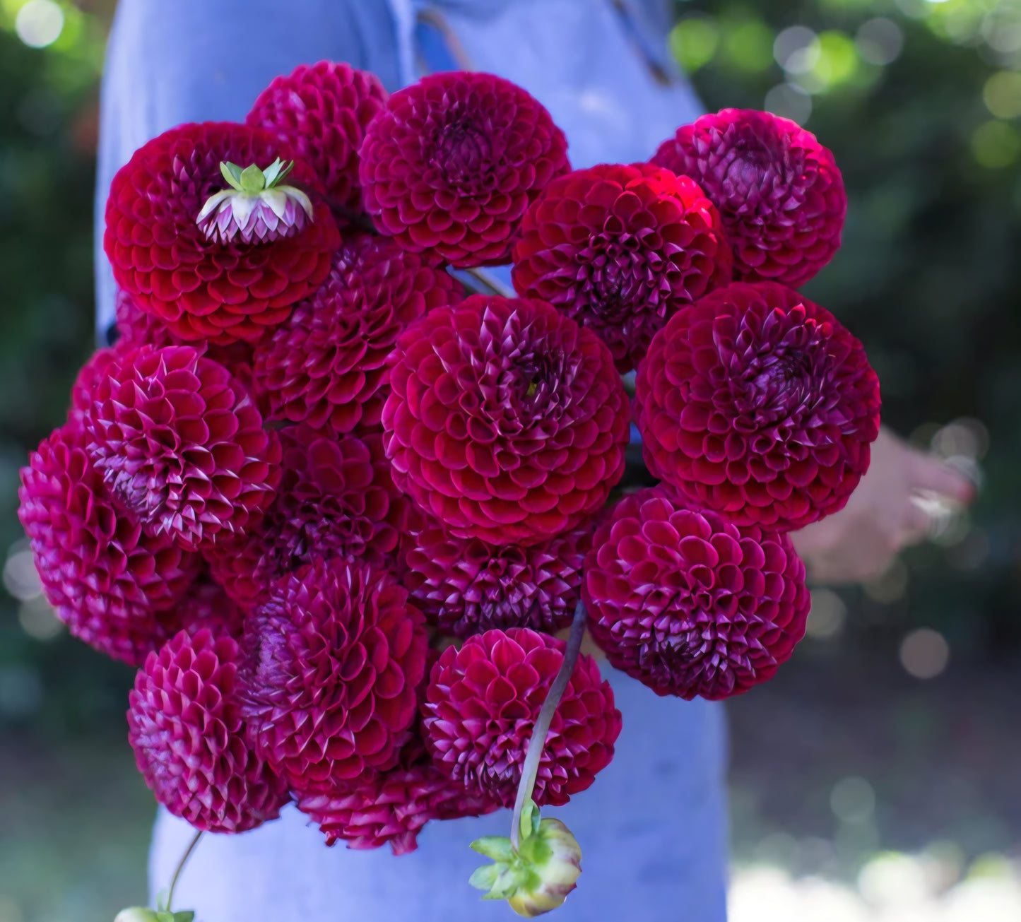 Ivanetti Dahlia Tuber