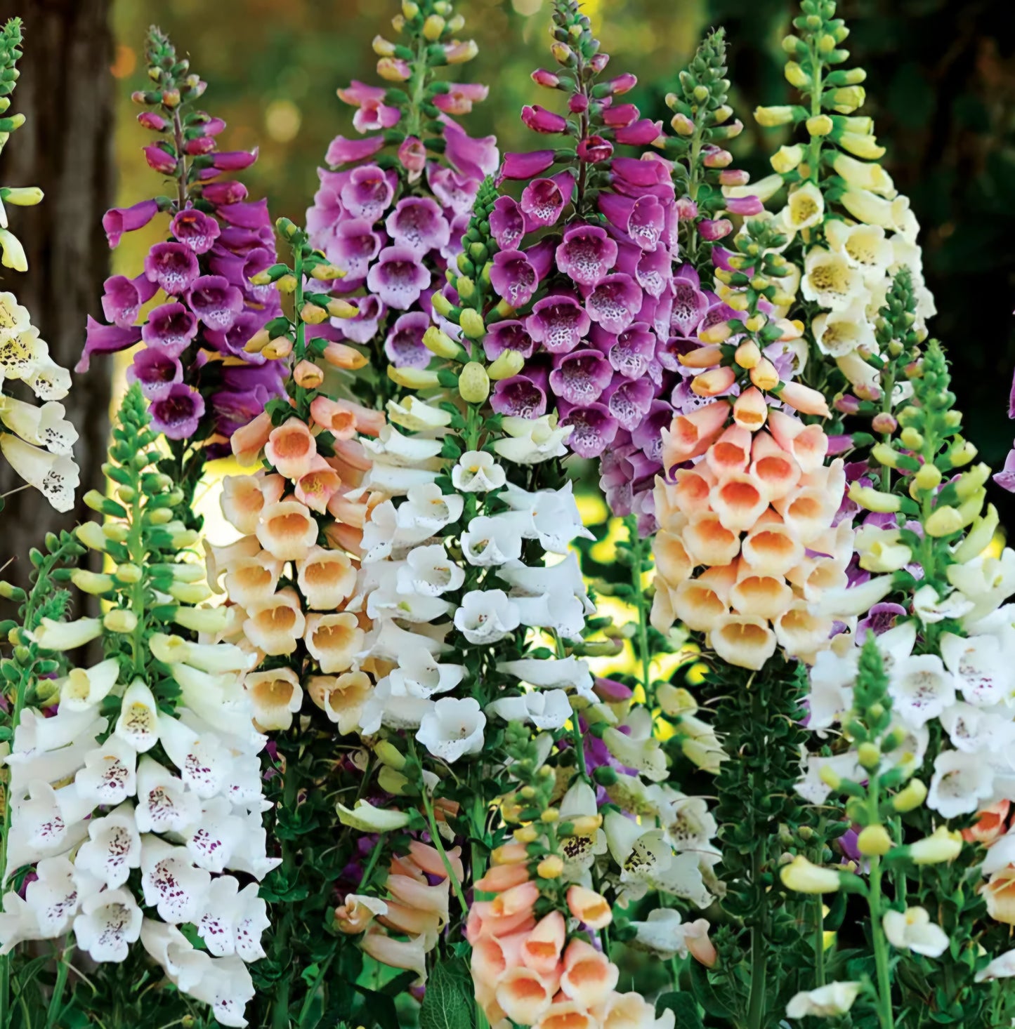 Digitalis Foxglove Dalmatian Mix Plugs (4)