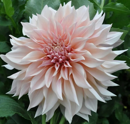 Cafe Au Lait Dahlia Cutting