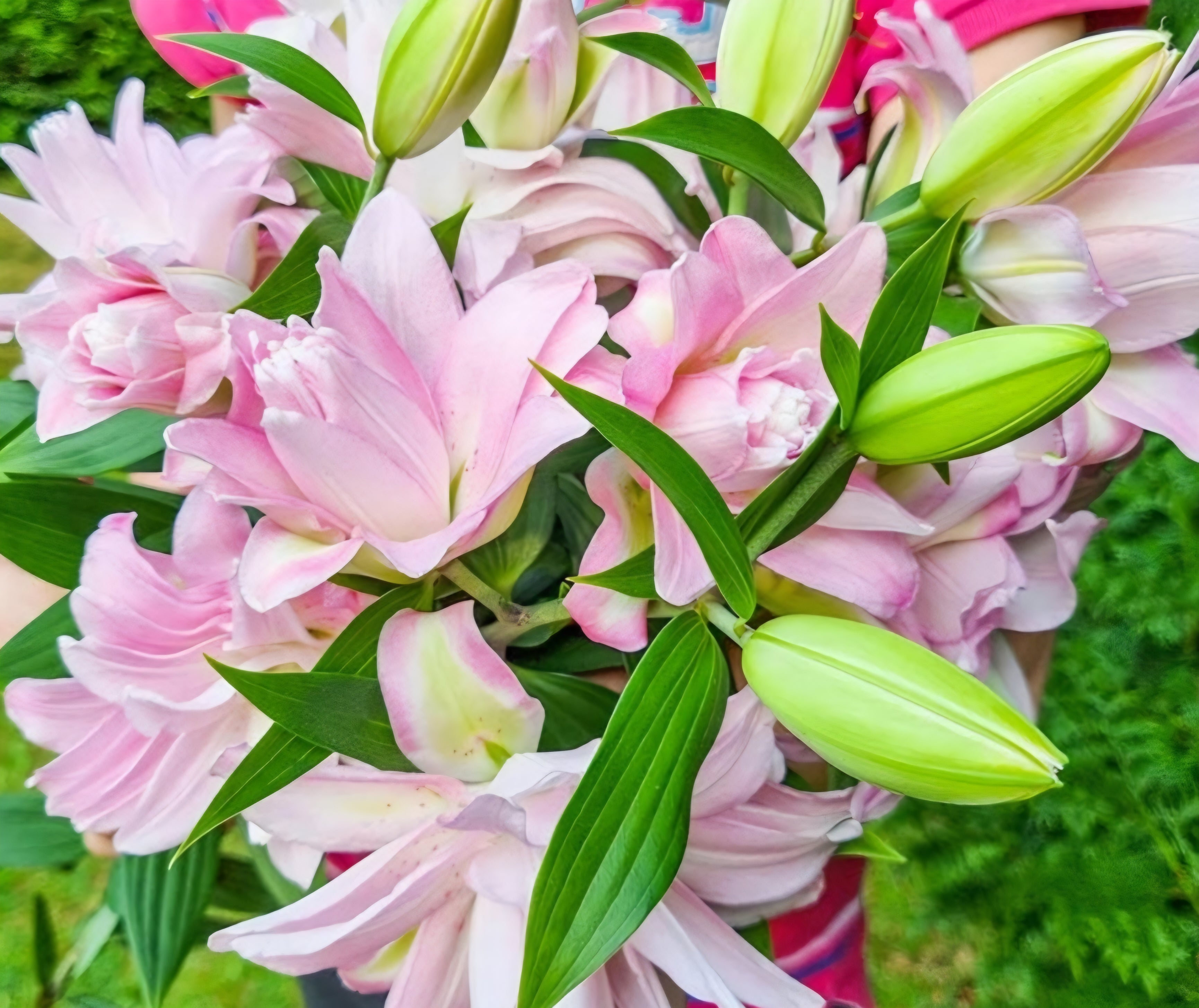 Waverider Oriental Double Lily Bulbs (5) – Blooming Patches Farm