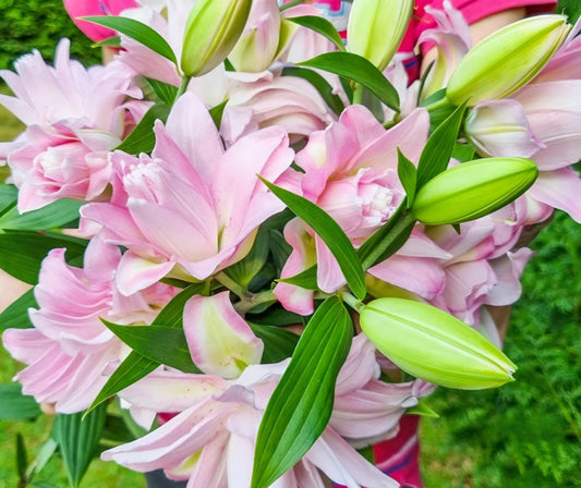 Waverider Oriental Double Lily Bulbs (5)
