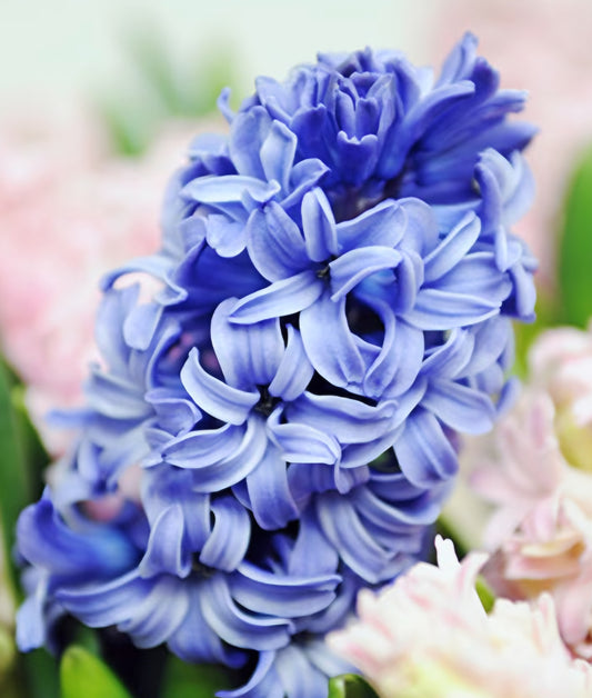 Hyacinth Blue Star Bulbs