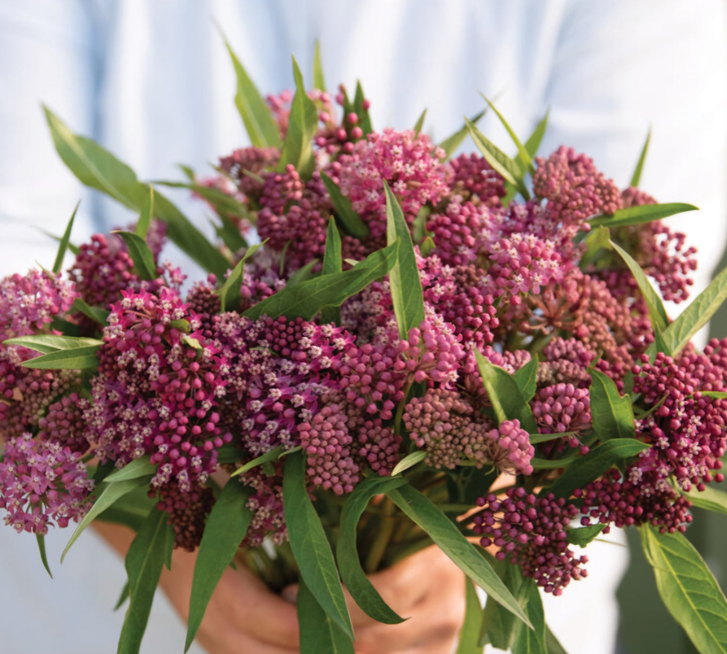 Soulmate Butterfly Weed Plant Plug