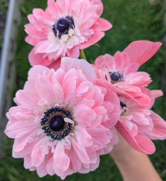 Anemone Fullstar Strawberry