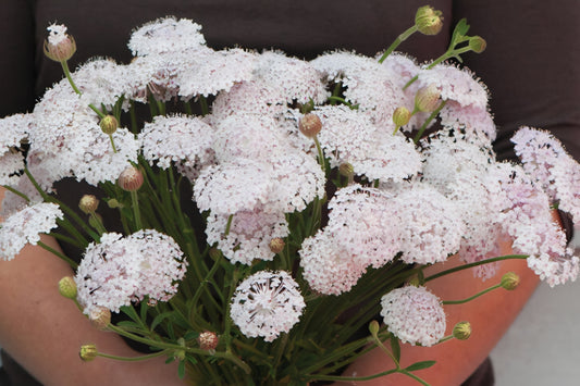 Lacy Pink Didiscus Plugs