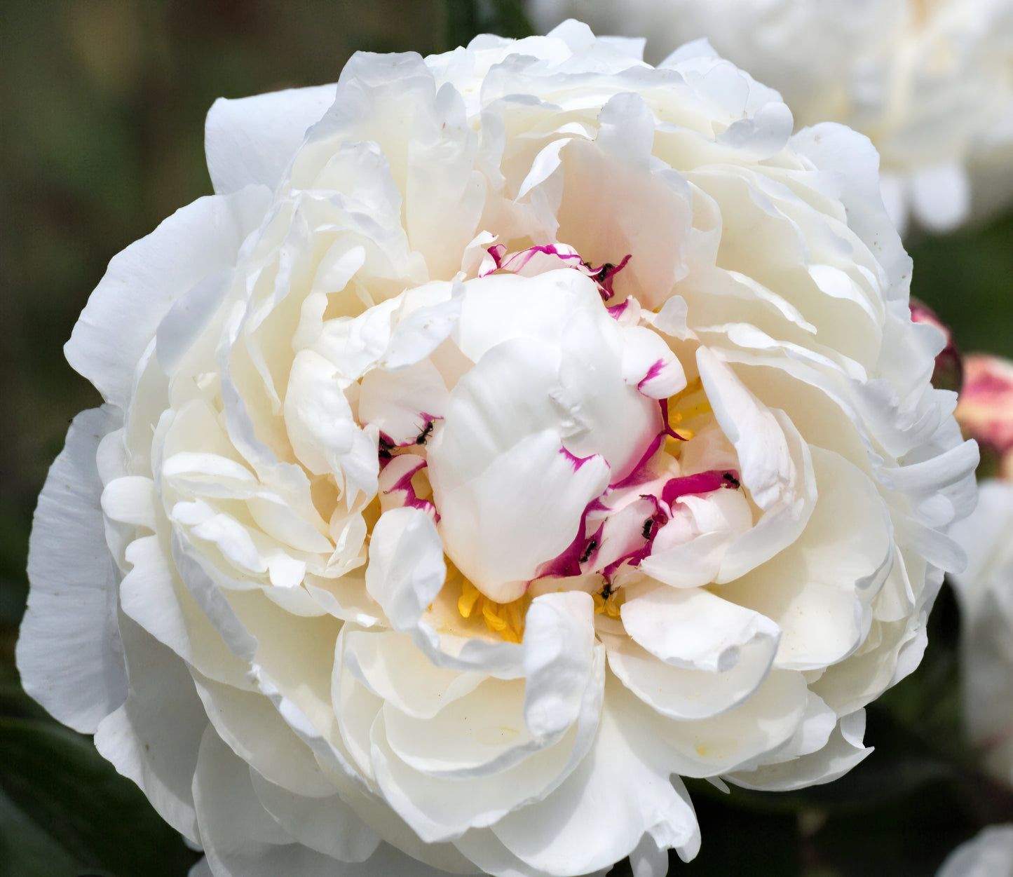 Festiva Maxima Peony Root