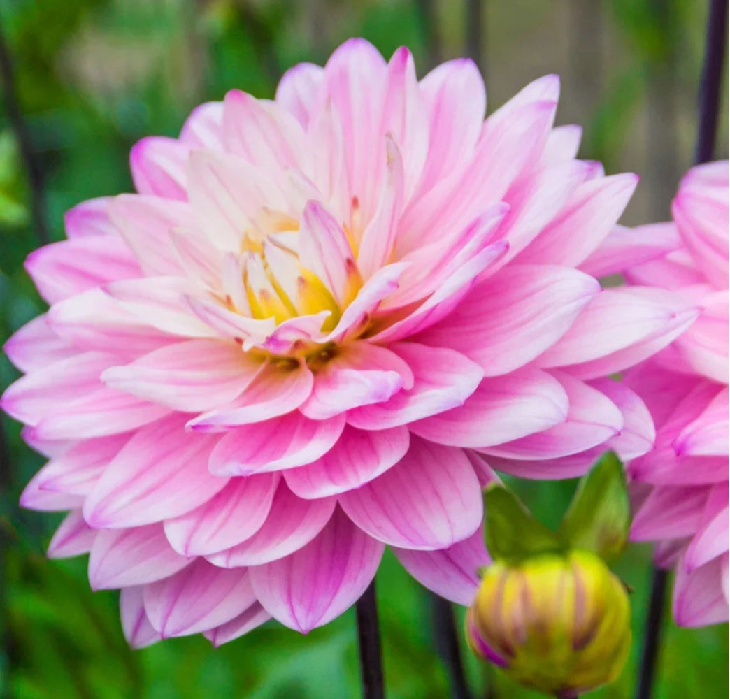 Karma Prospero Dahlia Tuber