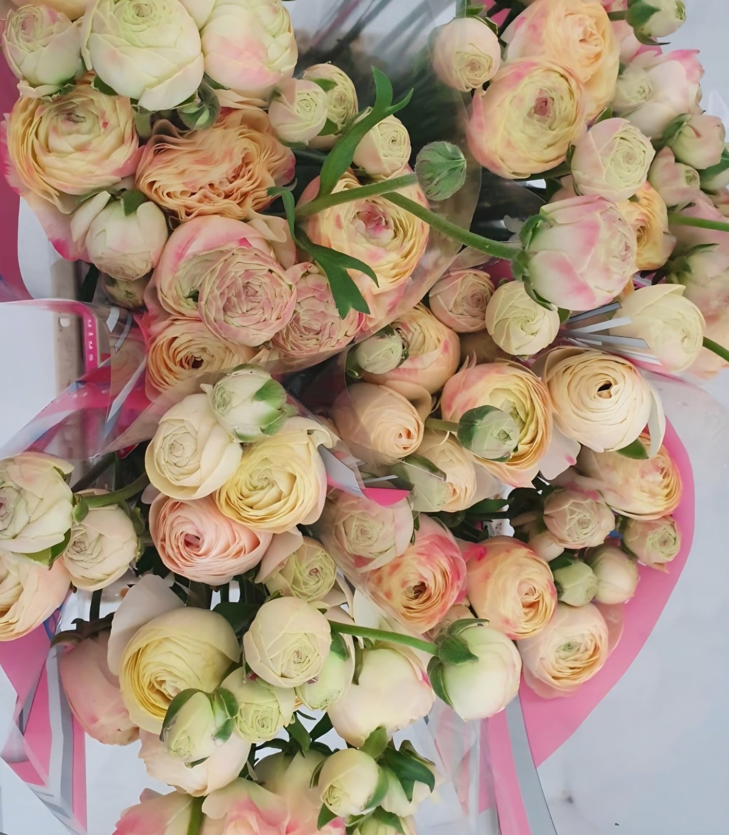Hydra Romance Ranunculus Corms