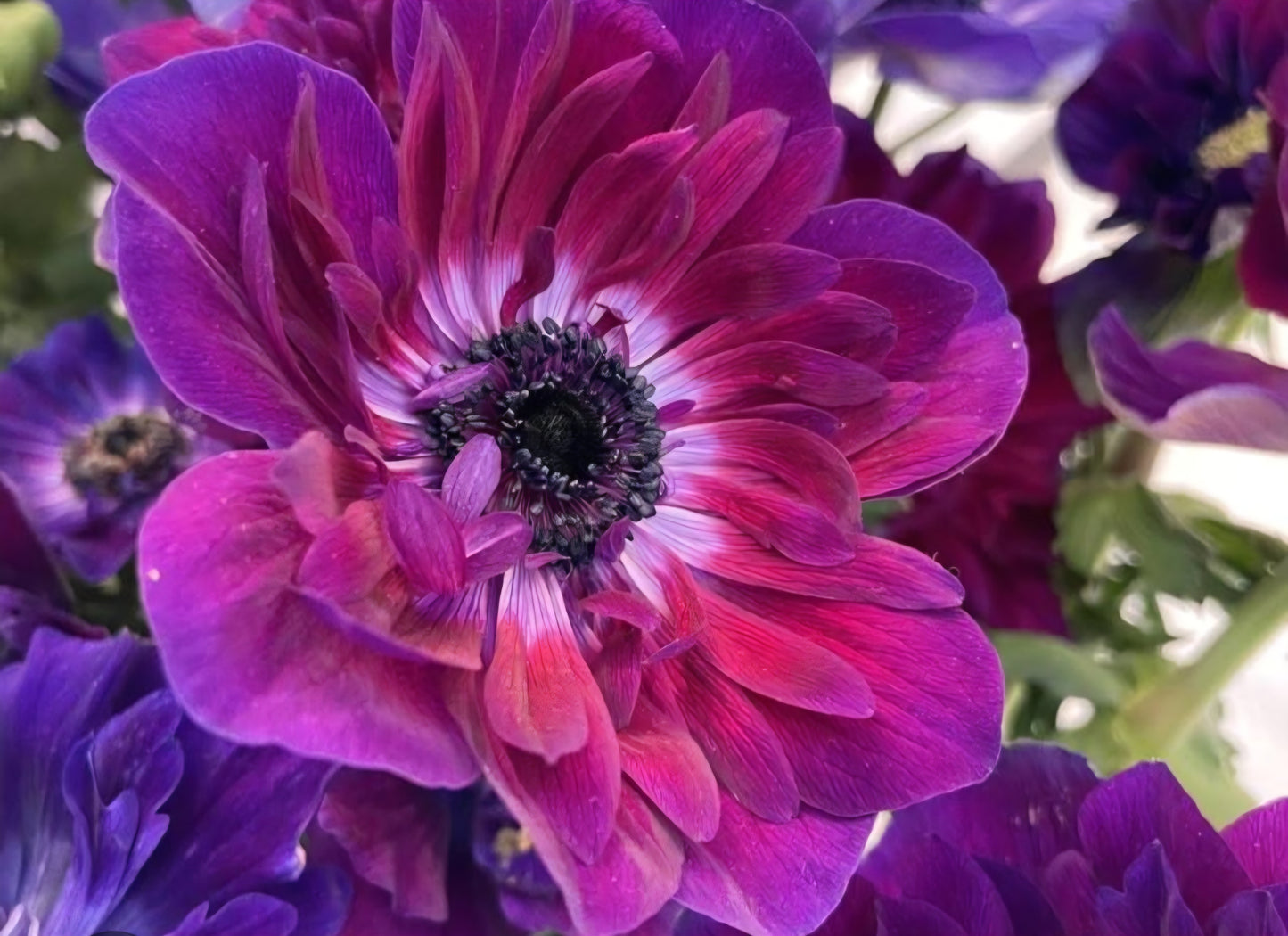 Anemone Italian Mistral Bordeaux