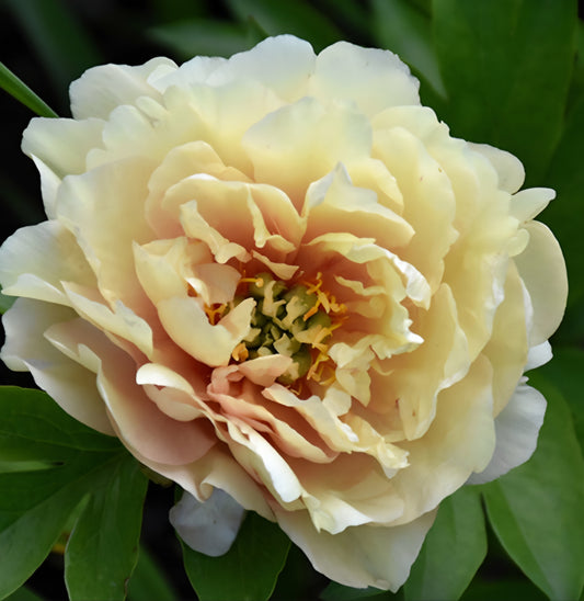 Itoh Canary Brilliants Peony Root
