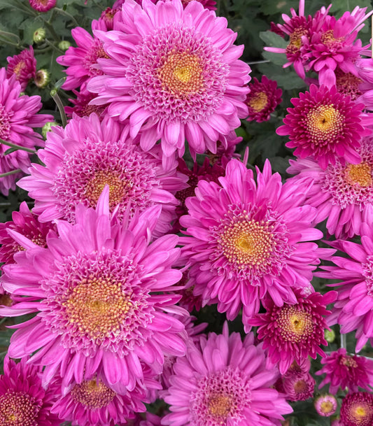 Purple Light Heirloom Chrysanthemum Plugs (3)