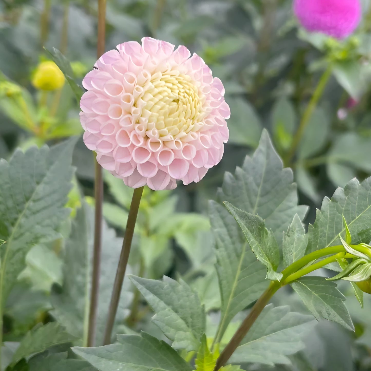 Maaike Dahlia Tuber