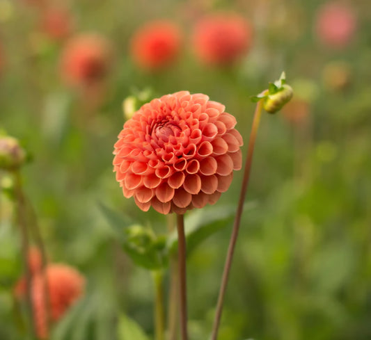 Cornel Bronze Dahlia Tuber