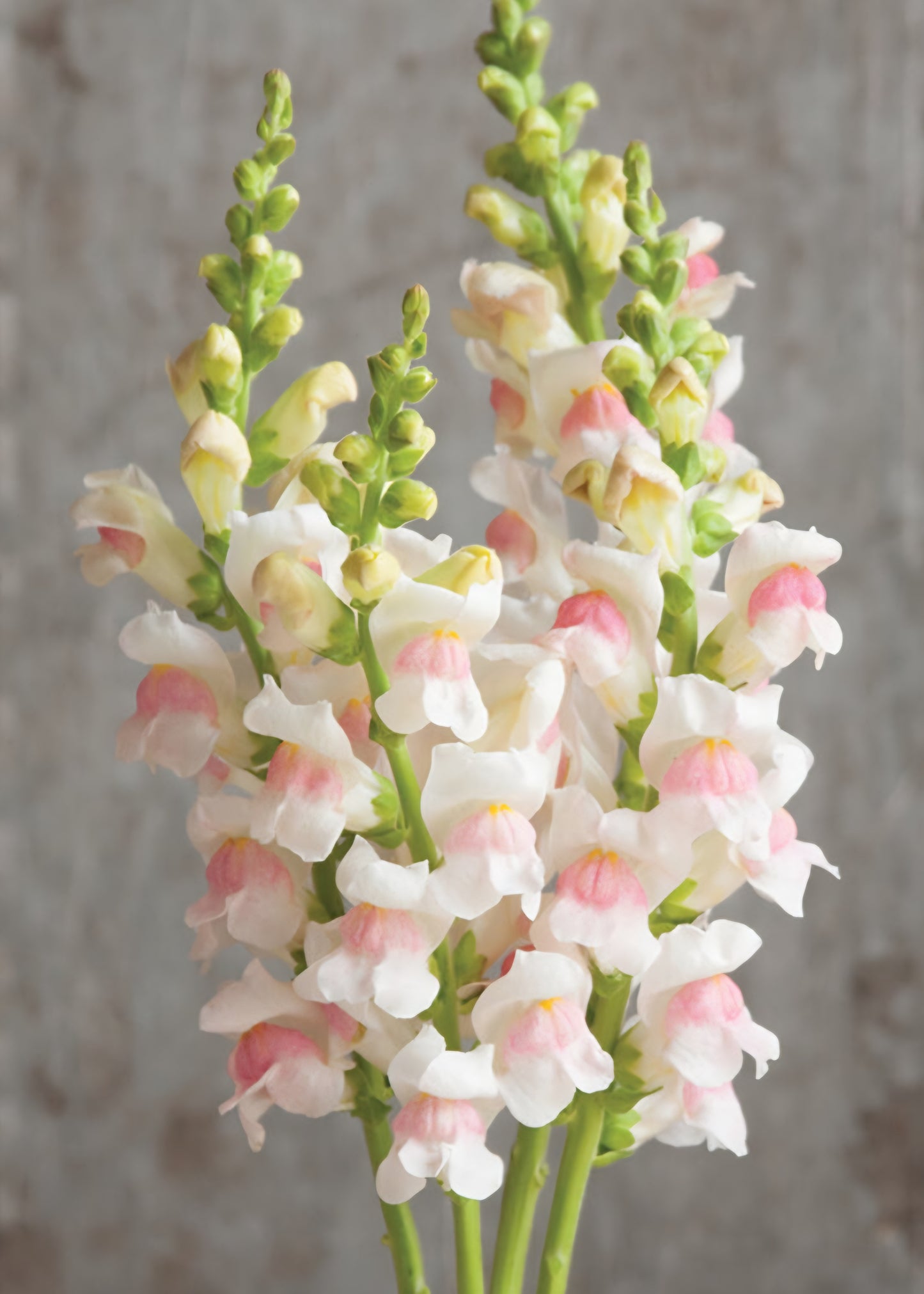 Potomac Apple Blossom Snapdragon Plugs