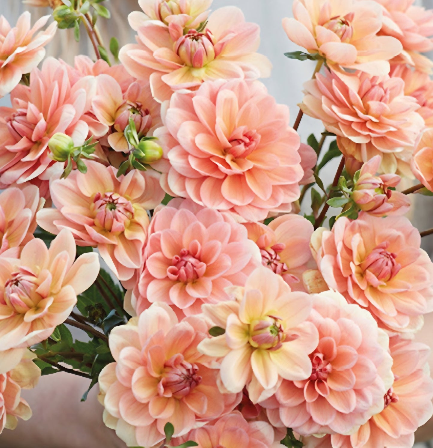 Yelno Harmony Dahlia Cutting