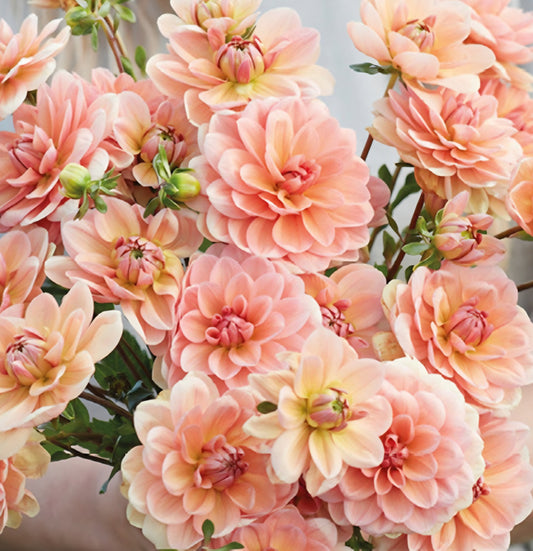 Yelno Harmony Dahlia Cutting